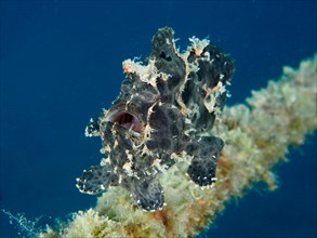 Swimming giant frogfish