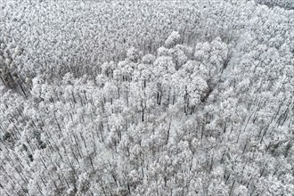Hoarfrost and snow with wintry landscape with forest and conifers