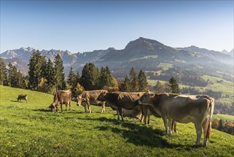 Brown cows on a pasture in the Swiss Alps