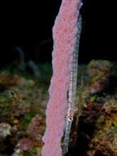 A juvenile West Atlantic trumpetfish