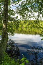 A lake in the forest in fine weather with a tree in the foreground