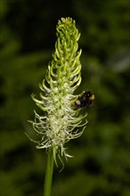 Spikey devils claw greenish-white flower with bumblebee