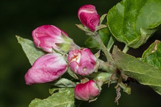 Apple tree branch with green leaves and five closed red flowers