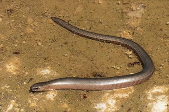 Slow worm lying bent on sand left sighted