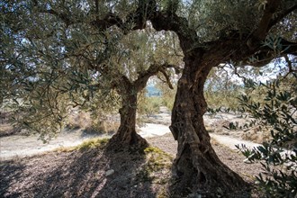 Olive trees in Olive grove in winter near the town of Gorga