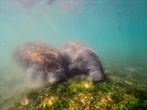 2 specimens of west indian manatee