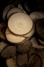 Wood Logs cut in round thin pieces on a white background