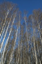 Moor birch
