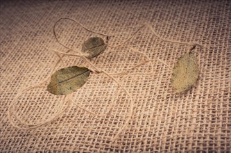 Dry green leaves and thread on linen canvas