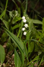 Lily of the valley flower panicle with green leaves and five open white flowers