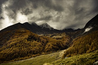 Autumn larch