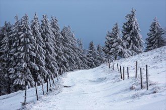 Snowy landscape with snow-covered conifers and path