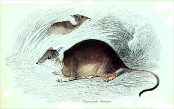 Phascogale flavipes