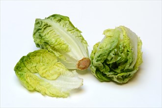 Baby lettuce