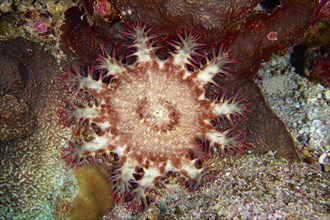 Crown-of-thorns starfish