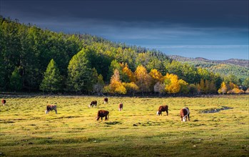 Autumn colour. domestic cattle