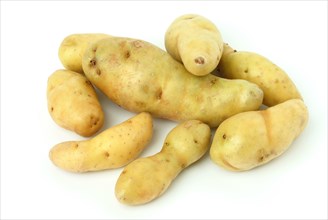 Potatoes of the French variety La Ratte