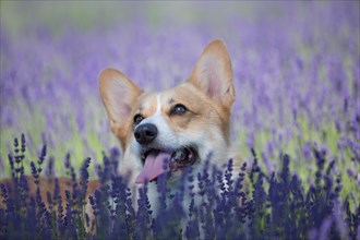Welsh Corgi Pembroke dog beautifully posing on a lavender field between paths. Lavender field in Poland