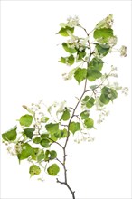 Small-leaved lime