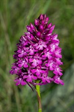 Pyramid orchis inflorescence with red open flowers