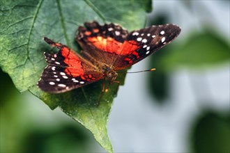 Red brown peacock
