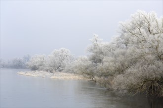 Winter atmosphere with hoarfrost on the Mulde River near Dessau-Rosslau
