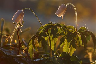 Wood anemone