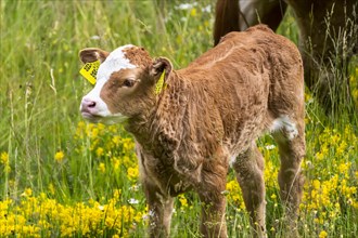 A small brown calf in a flower meadow