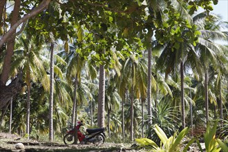Moped in coconut forest