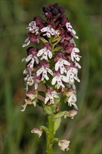 Fire orchid inflorescence with a few open purple-white flowers