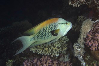 Sling-jaw wrasse