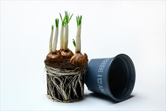 Sprouting Crocus Tubers with Pot