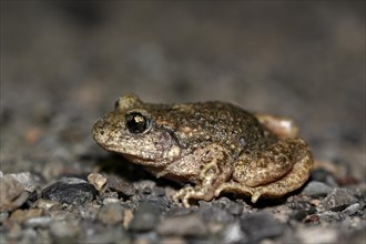 Common midwife toad