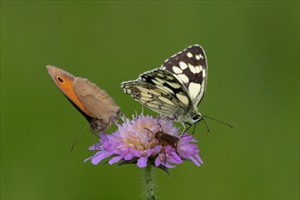 Checkered butterfly with half-open wings sitting on violet flower sucking right looking next to ox-eye