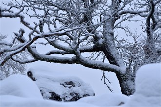 Snowy winter landscape in the forest of Moerschieder Burr in the Hunsrueck-Hochwald National Park