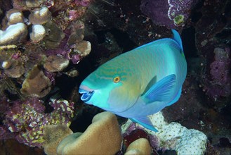 Portrait of rusty parrotfish
