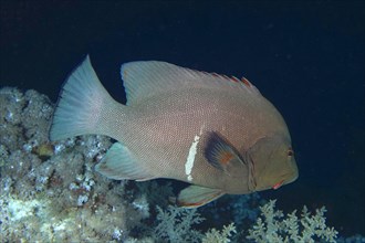 Redmouth grouper