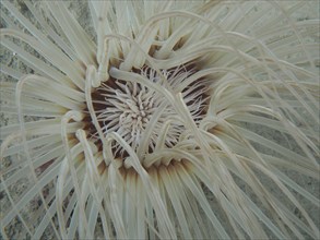 Close-up of tube-dwelling anemone