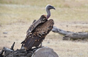 Griffon Vulture in Kenya