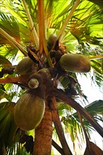 Female Seychelles Palm