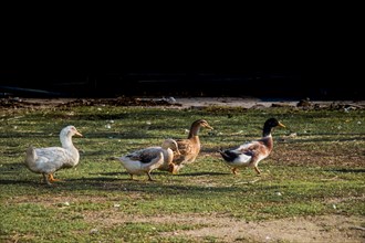 Domestic ducks walking in their field