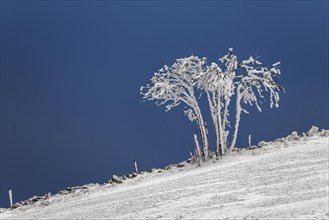 Snow-covered shrub in a snow field