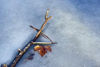 Ice rink with maple leaf and branch