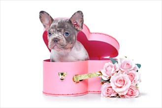 Cute merle French Bulldog dog puppy in Valentines Day trunk box in shape of pink heart with roses on white background