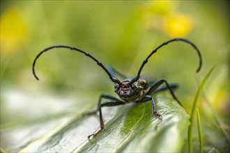 Close-up of musk beetle