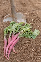 Bunch of radishes with a shovel in the background in an organic vegetable garden