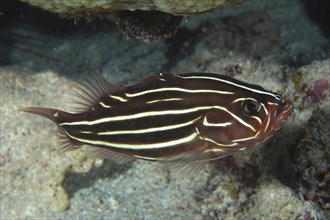 Six-lined soapfish