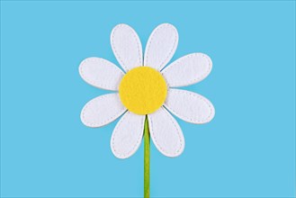 Single felt daisy flower on blue background