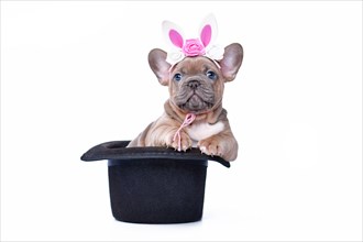 Blue fawn French Bulldog dog puppy with Easter bunny headband in black magician hat on white background