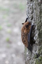 Common pipistrelle